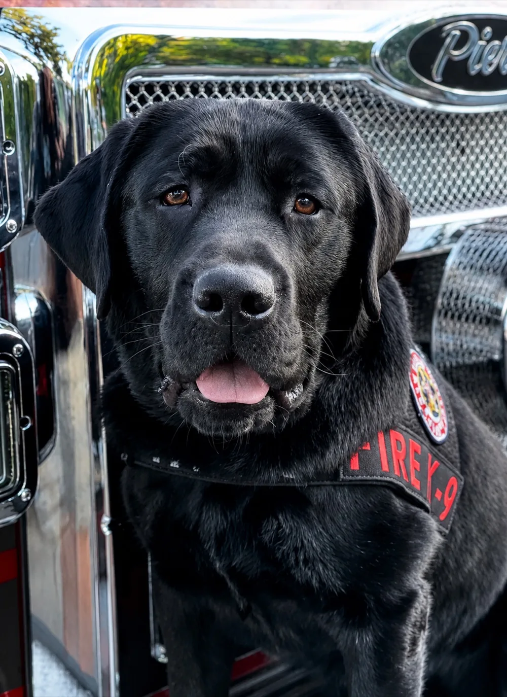 Tank, certified ignitable liquid detection K9, in his Terry Fire K-9 vest