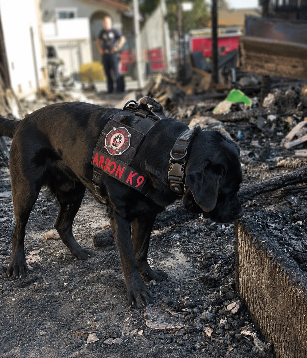 Tank, the Terry Fire Investigations Ignitable Liquid Detection K9, searching a fire scene